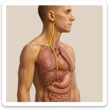 realistic 4K image of human body with vagus nerve highlighted, left lateral view, anatomical details, visible path of vagus nerve, transparency on internal organs, natural colors, neutral background sticker