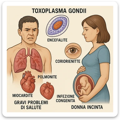 Toxoplasma gondii, infetta uomo immunodepresso e donne incinta. Causando gravi problemi tutto scritto in italiano sticker