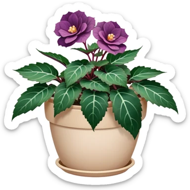 Begonia Rex with dark green leaves, purple edges, white spots in the middle, and prominent spiral centers where leaves grow from, in a beige pot sticker