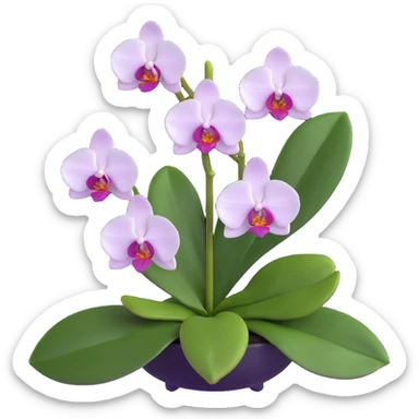 Realistic phalaenopsis orchid with delicate blooms and prominent large green leaves clearly visible sticker