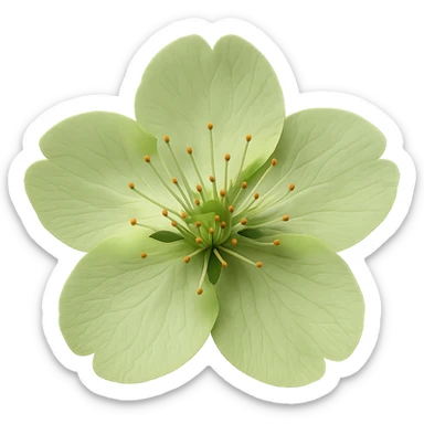 show  one green cherry blossom without a stem , remove background sticker
