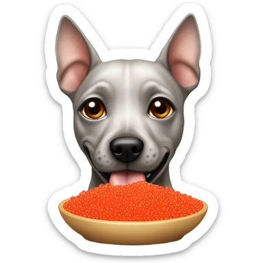 American Hairless Terrier eating red caviar  sticker