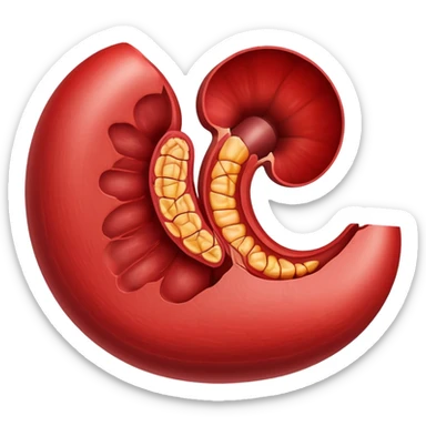 kidney cut in half sticker