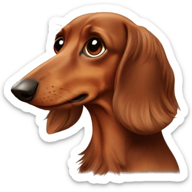 Weeping Long-haired brown-reddish dachshund with brown nose sticker