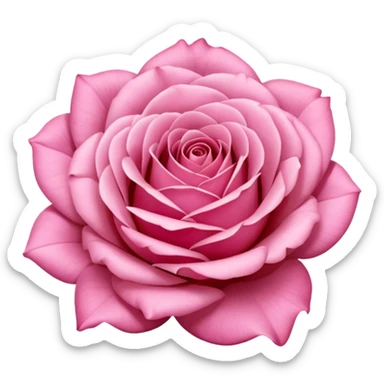 Polaroid photo of a pink rose  sticker