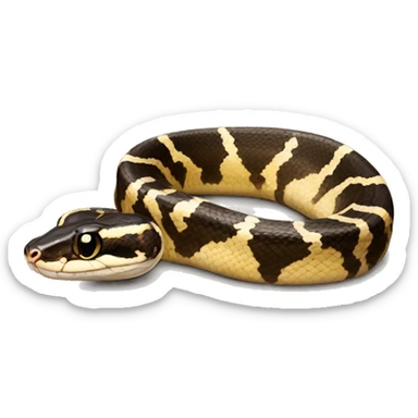 Ball python  sticker