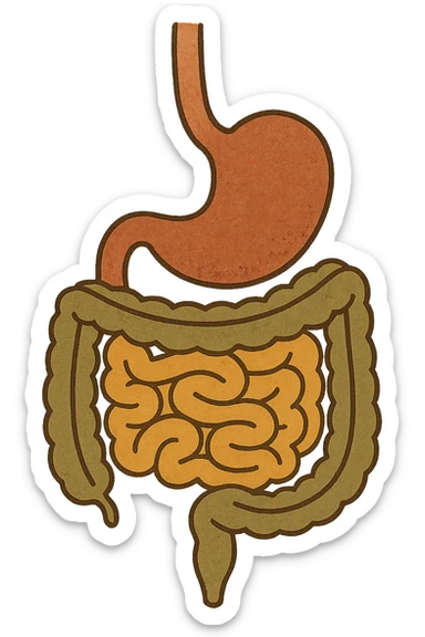 Anatomical illustration of the human digestive system, showing the stomach, small intestine, and large intestine. Smooth 3D style, soft shading, clean and simple design.
 sticker