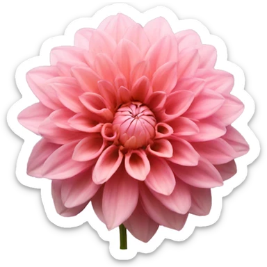 Pink Dahlia flower  sticker