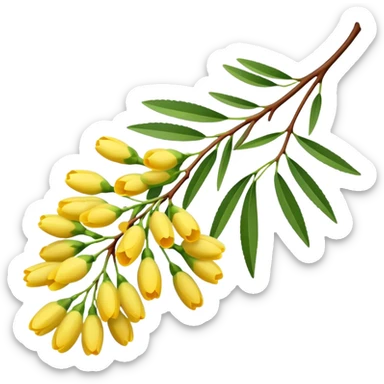 A delicate acacia flower with soft petals and vibrant colors, blooming on a slender branch with green leaves sticker