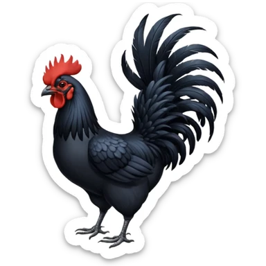 Ayam cemani rooster with black wattle black beak black comb black sticker