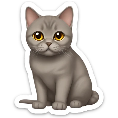 Brown british shorthair with Brown eyes sitting  sticker