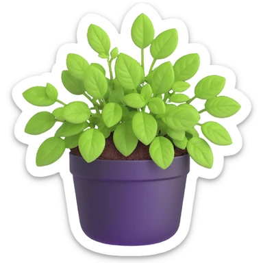 Small sprouts of Plectranthus Verticillatus with perfectly round leaves growing in a shiny metallic pot sticker