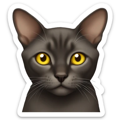 Burmese sable cat with yellow eyes sticker