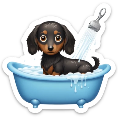 Black and cream Long haired Dachshund getting bath and haircut sticker