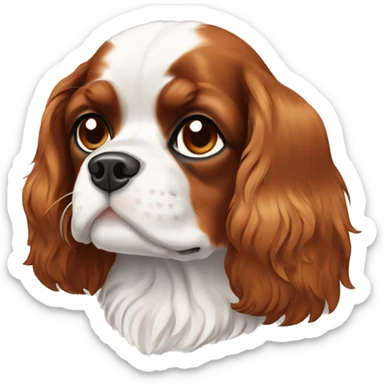 Cavalier King Charles Spaniel dog in white and brown color sticker