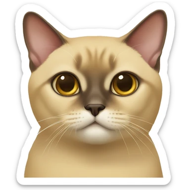 burmese cat sticker