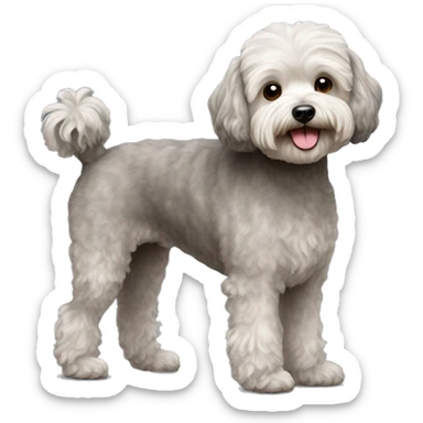 Old Dog maltipoo greying brown fur full body standing sticker