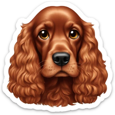 All red cocker spaniel eating sticker