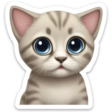 British kitten with big eyes sticker