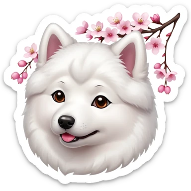 A cute  little  white Samoye and cherry blossom sticker