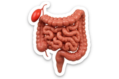 CISTIFELLEA E INTESTINO SONO COLLEGATI NEL DOLORE, SENZA SCRITTE E L'INTESTINO FALLO PERFETTO E REALISTICO, NON DISEGNATO iperrealistico 4k sticker