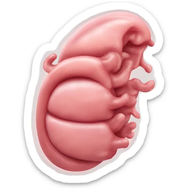 “A detailed illustration of a human stomach, with its curved shape, inner lining, and digestive features, showing subtle shading and a natural pinkish hue.” sticker