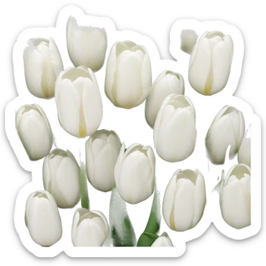 White tulips  sticker