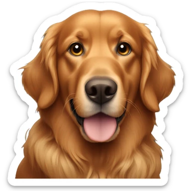 Dark red golden retriever  sticker