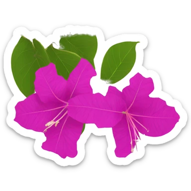 bougainvillea sticker
