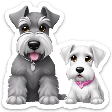 One big gray schnauzer with dark eyes that’s wearing a black collar and a silver tag next to a small all white puppy schnauzer with a pink collar sticker