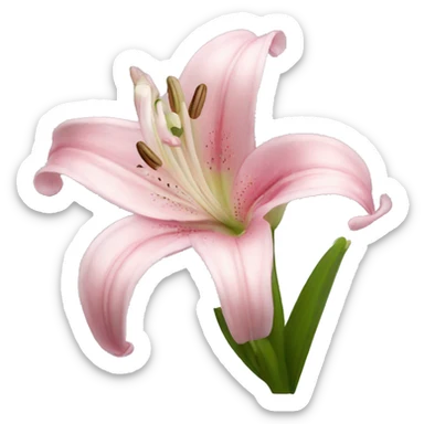 light pink lilium sticker