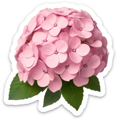 Three light pink hydrangea  sticker