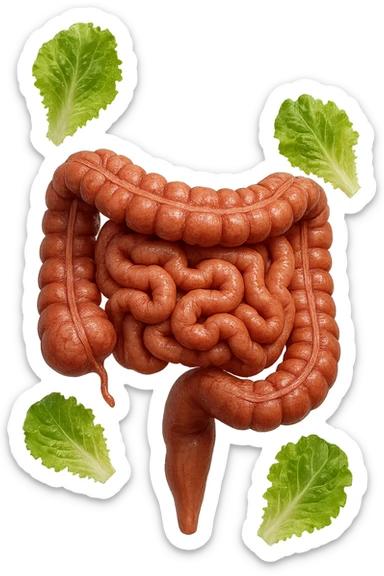 INTESTINO ANATOMICO UMANO REALISTICO INSIEME A FOGLIE DI INSALATA CHE FLUTTUANO IN ARIA, IPERREALISTICO 4K sticker