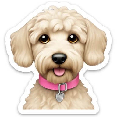 Cream coloured schnoodle dog with pink collar sticker