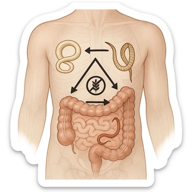 semi-realistic transparent abdomen with all three parasites present, arrows and icons showing competition for resources, medical illustration, neutral background sticker