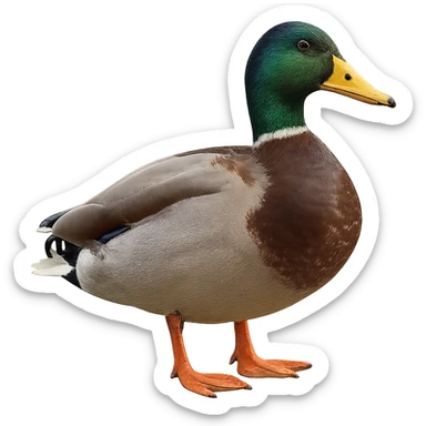 Duck sticker