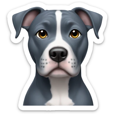 Blue Staffordshire terrier with a white belly and white paw tips, gray muzzle, cut-opped ears sticker