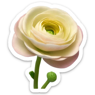 ranunculus sticker
