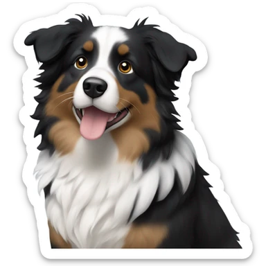 black and white fluffy male mini australian shepherd  sticker