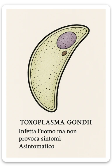 Toxoplasma gondii, infetta uomo ma non ha sintomi ed è asintomatico, tutto in italiano scritto sticker