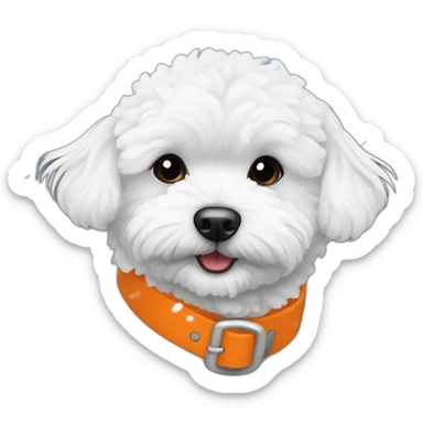 white maltipoo enjoying in the snow with orange collar sticker