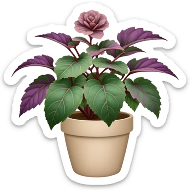 Begonia Rex plant with only greenish-purple spiral patterned leaves in a beige pot, no flowers sticker