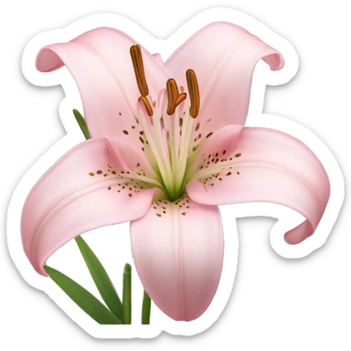 light pink lilium sticker