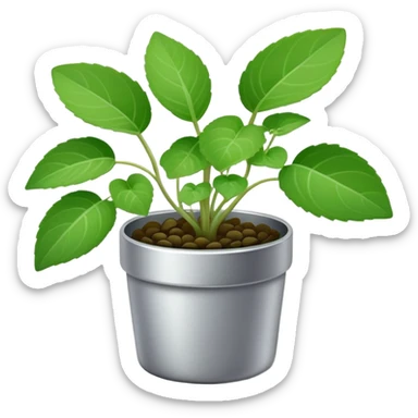 Young sprouts of Plectranthus Verticillatus with perfectly circular coin-shaped leaves in a silver metallic pot sticker