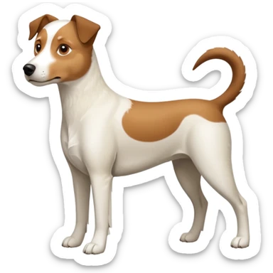 a full body large white parson russell looking dog the size of a kelpie with light brown flapped down ears and a light brown patch on one eye and a large snout sticker