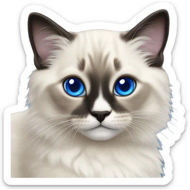 Seal point ragdoll kitten with royal blue eyes sticker