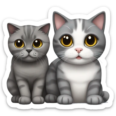 grey scottish fold cat with a black cat sticker