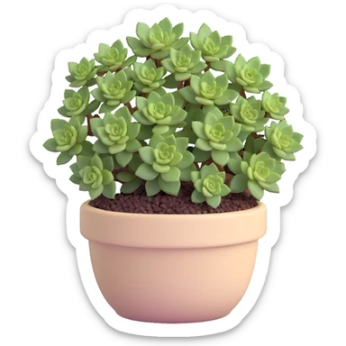 Sedum Pachyphyllum succulent with chubby blue-green leaves in a beige ceramic pot sticker