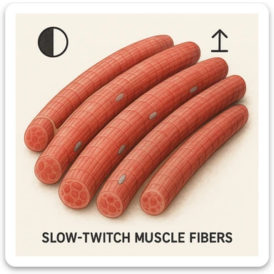 hyper realistic illustration of slow twitch muscle fibers, saturated appearance, low hypertrophy, cellular details, clinical atmosphere, natural colors, white background, symbols indicating saturation and limited growth sticker