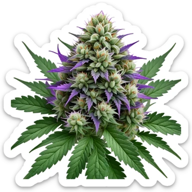 Wedding Crasher cannabis strain with purple buds and crystal trichomes sticker